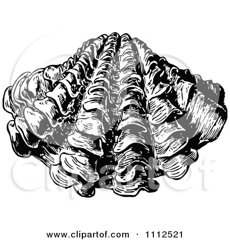 giant clam clipart