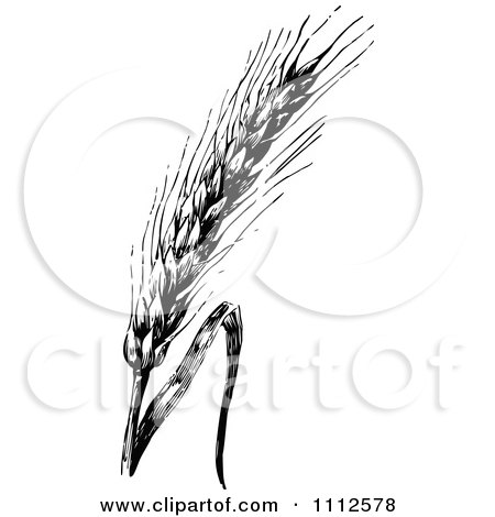 Clipart Vintage Black And White Wheat - Royalty Free Vector Illustration by Prawny Vintage