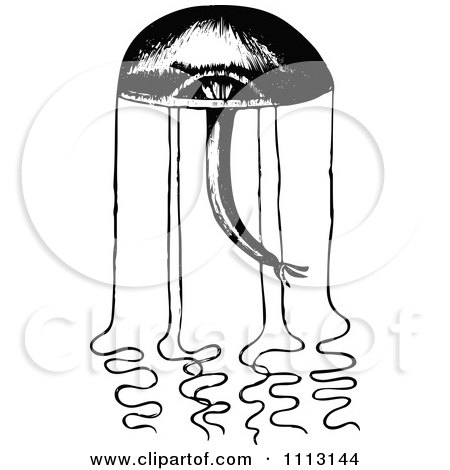 Clipart Vintage Black And White Jellyfish 1 - Royalty Free Vector Illustration by Prawny Vintage