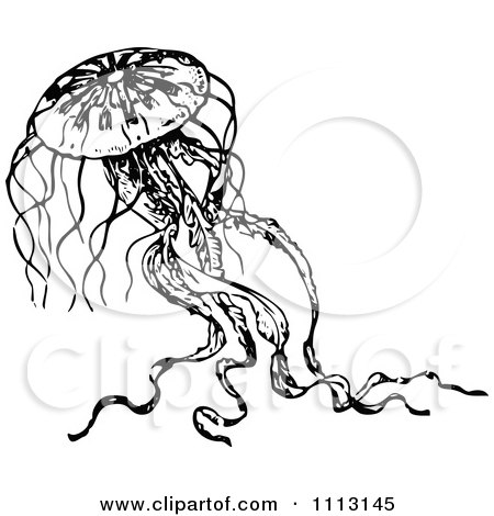 Clipart Vintage Black And White Jellyfish 2 - Royalty Free Vector Illustration by Prawny Vintage