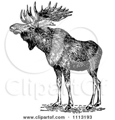 Clipart Vintage Black And White Wild Moose - Royalty Free Vector Illustration by Prawny Vintage