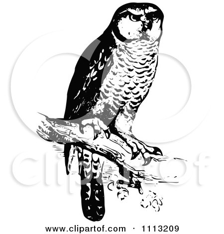 Clipart Vintage Black And White Perched Owl - Royalty Free Vector Illustration by Prawny Vintage