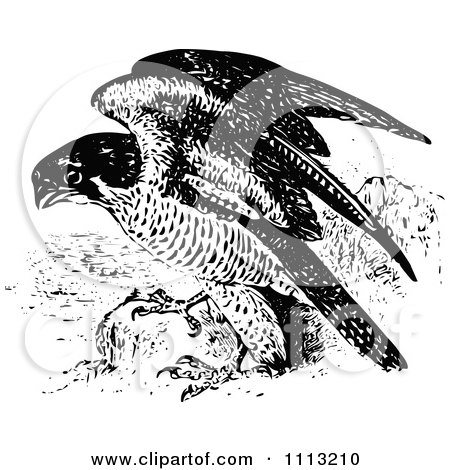 Clipart Vintage Black And White Peregrine Falcon - Royalty Free Vector Illustration by Prawny Vintage