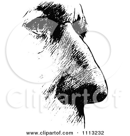 Clipart Vintage Black And White Mans Nose 2 - Royalty Free Vector Illustration by Prawny Vintage