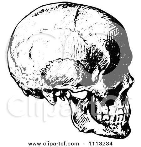 Clipart Vintage Black And White Human Skull 2 - Royalty Free Vector Illustration by Prawny Vintage