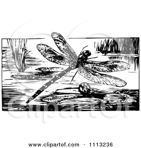 Clipart Vintage Black And White Dragonfly Over A Pond - Royalty Free Vector Illustration by Prawny Vintage