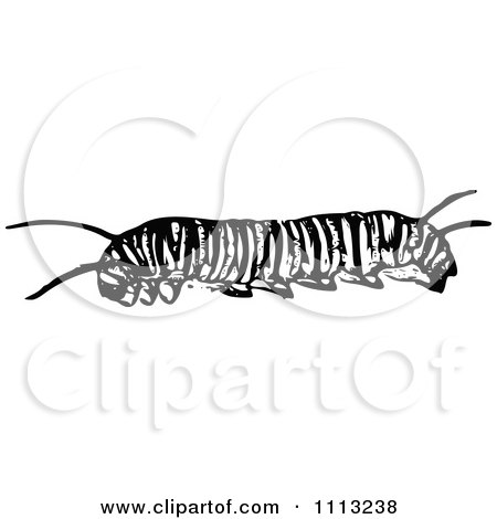 Clipart Vintage Black And White Monarch Caterpillar - Royalty Free Vector Illustration by Prawny Vintage