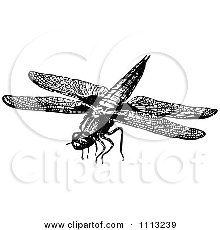 Clipart Vintage Black And White Flying Dragonfly - Royalty Free Vector Illustration by Prawny Vintage