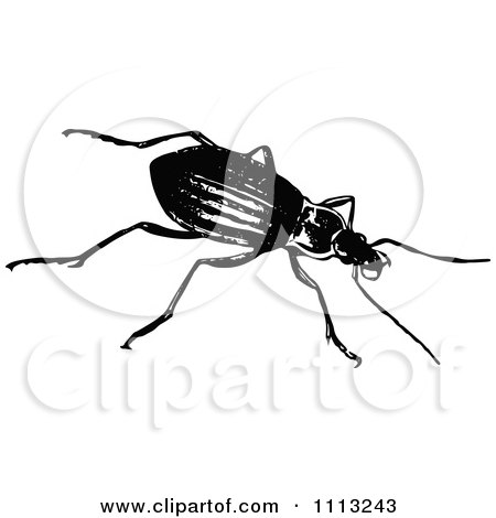 Clipart Vintage Black And White Beetle - Royalty Free Vector Illustration by Prawny Vintage
