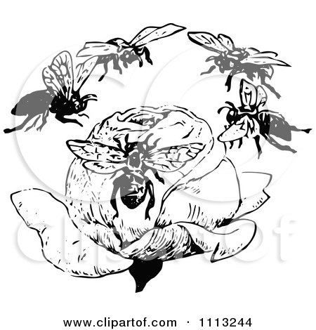 Clipart Vintage Black And White Bees Flying Around A Rose - Royalty Free Vector Illustration by Prawny Vintage