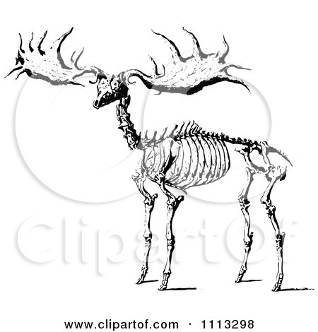 Clipart Black And White Vintage Elk Skeleton - Royalty Free Vector Illustration by Prawny Vintage