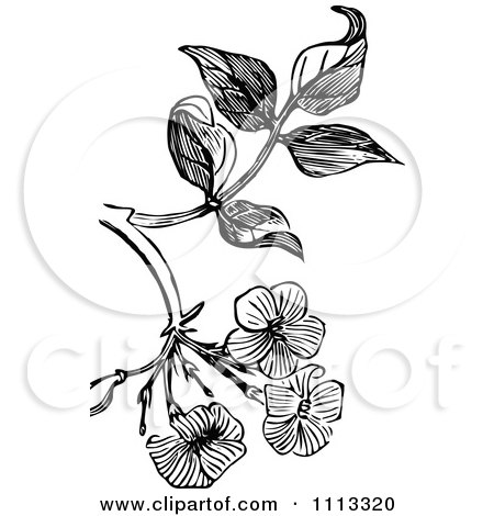 Clipart Vintage Black And White Jasmine Blossom Design Element - Royalty Free Vector Illustration by Prawny Vintage