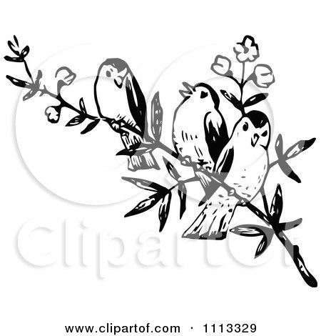Clipart Three Vintage Black And White Birds On A Branch - Royalty Free Vector Illustration by Prawny Vintage
