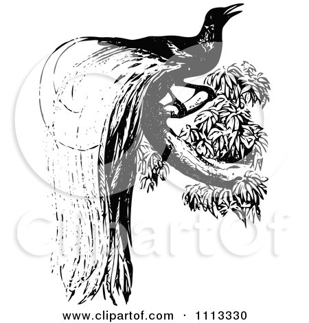 Clipart Vintage Black And White Bird Of Paradise - Royalty Free Vector Illustration by Prawny Vintage