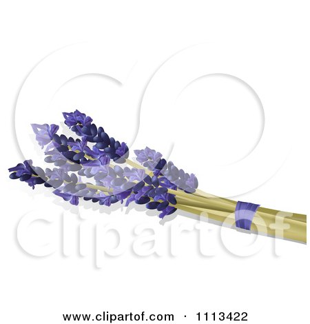 Clipart Lavender Stalks And Flowers On White With Copyspace - Royalty Free Vector Illustration by elaineitalia