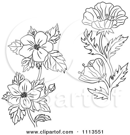Clipart Black And White Buttercup And Dogwood Flowers - Royalty Free Vector Illustration by Vector Tradition SM