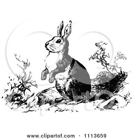 Clipart Vintage Black And White Wild Rabbit - Royalty Free Vector Illustration by Prawny Vintage