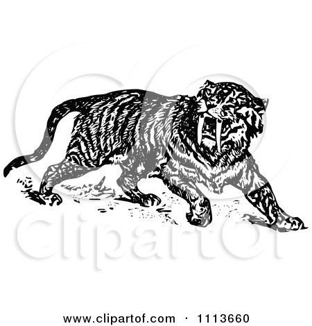 Clipart Vintage Black And White Sabre Tooth Tiger - Royalty Free Vector Illustration by Prawny Vintage