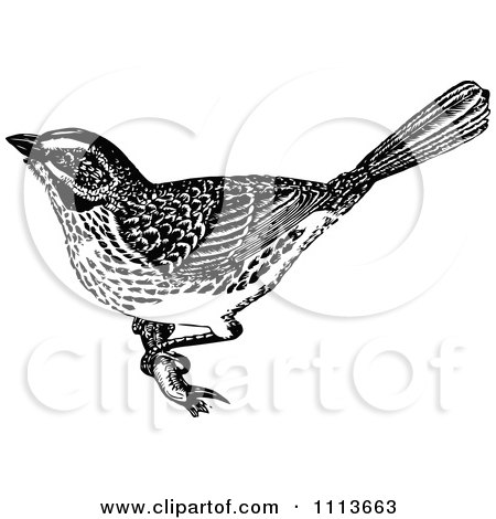Clipart Vintage Black And White Sparrow - Royalty Free Vector Illustration by Prawny Vintage