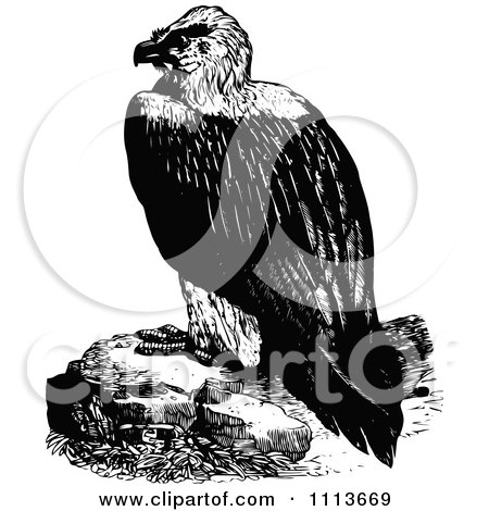 Clipart Vintage Black And White Vulture - Royalty Free Vector Illustration by Prawny Vintage