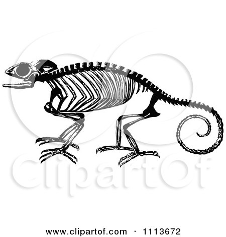 Clipart Vintage Black And White Chameleon Lizard Skeleton - Royalty Free Vector Illustration by Prawny Vintage