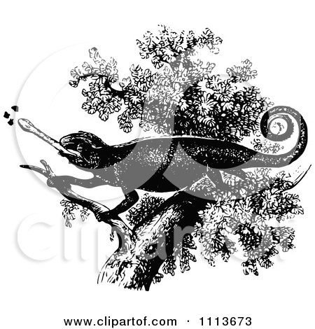 Clipart Vintage Black And White Chameleon Lizard Eating Bugs In A Tree 1 - Royalty Free Vector Illustration by Prawny Vintage
