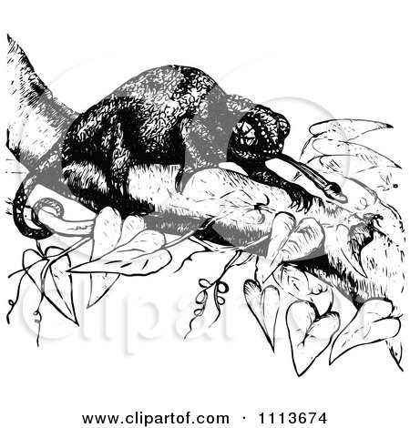 Clipart Vintage Black And White Chameleon Lizard Eating Bugs In A Tree 2 - Royalty Free Vector Illustration by Prawny Vintage