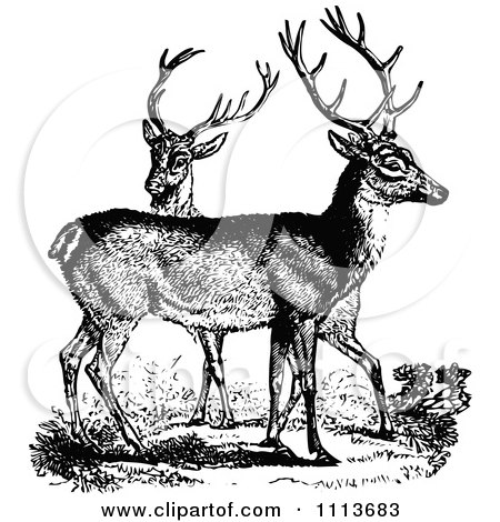 Clipart Vintage Black And White Male Deer - Royalty Free Vector Illustration by Prawny Vintage