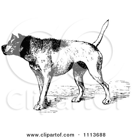 Clipart Vintage Black And White Aggressive Guard Dog - Royalty Free Vector Illustration by Prawny Vintage