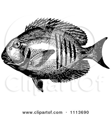 Clipart Vintage Black And White Tropical Marine Fish 2 - Royalty Free Vector Illustration by Prawny Vintage