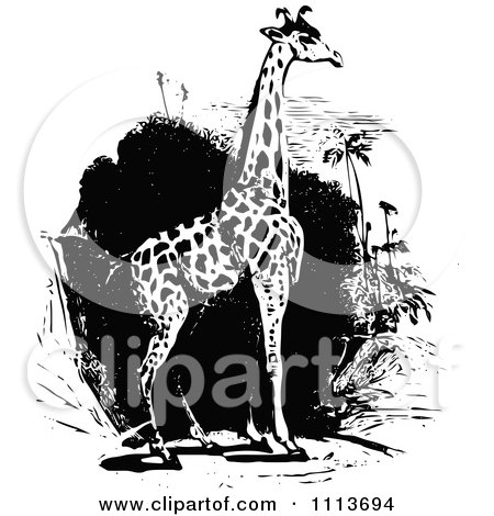 Clipart Vintage Black And White Giraffe - Royalty Free Vector Illustration by Prawny Vintage