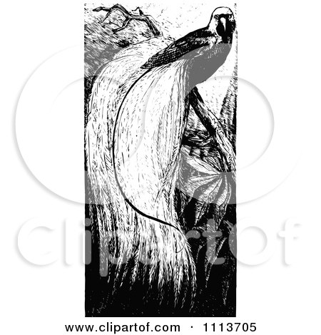 Clipart Vintage Black And White Bird Of Paradise - Royalty Free Vector Illustration by Prawny Vintage