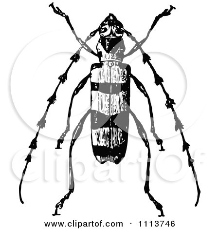 Clipart Vintage Black And White Longhorn Beetle - Royalty Free Vector Illustration by Prawny Vintage