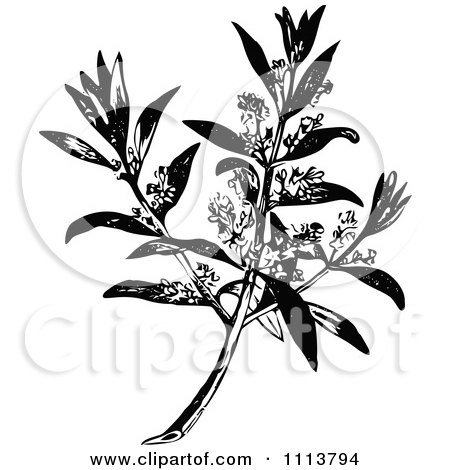 Clipart Vintage Black And White Flowering Olive Branch - Royalty Free Vector Illustration by Prawny Vintage