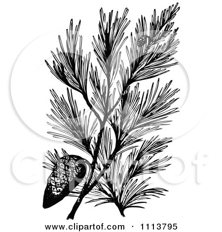 Clipart Vintage Black And White Pine Branch With A Cone - Royalty Free Vector Illustration by Prawny Vintage