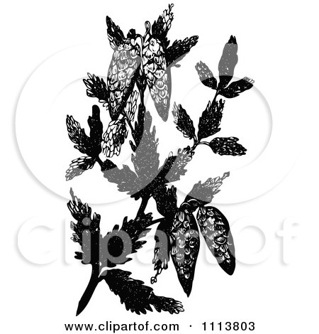 Clipart Retro Black And White Fir Cones And Leaves - Royalty Free Vector Illustration by Prawny Vintage