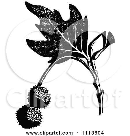 Clipart Retro Black And White Sycamore Fruits - Royalty Free Vector Illustration by Prawny Vintage