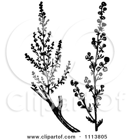 Clipart Vintage Black And White Wormwood Branches - Royalty Free Vector Illustration by Prawny Vintage