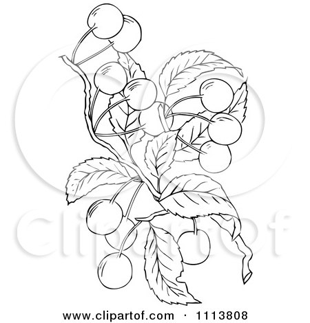 Clipart Retro Black And White Cherry Tree Branch - Royalty Free Vector Illustration by Prawny Vintage
