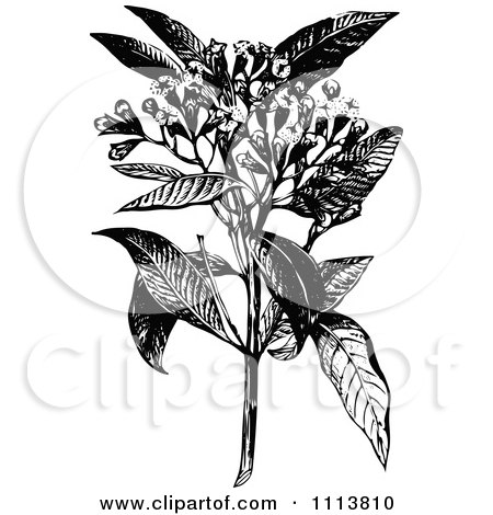 Clipart Retro Black And White Clove Plant And Flowers - Royalty Free Vector Illustration by Prawny Vintage