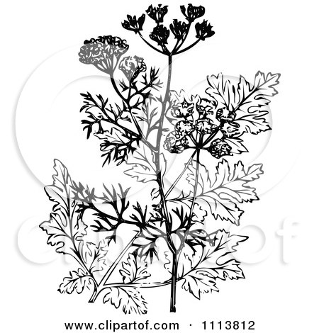 Clipart Retro Black And White Coriander Plant And Flowers - Royalty Free Vector Illustration by Prawny Vintage