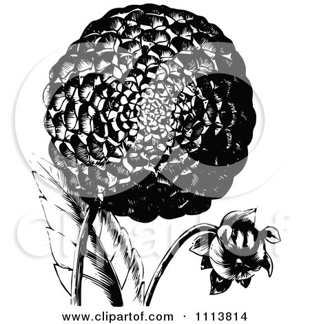 Clipart Retro Black And White Dahlia Flower - Royalty Free Vector Illustration by Prawny Vintage