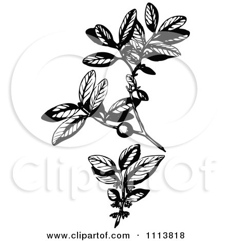 Clipart Vintage Black And White Ebony Plant - Royalty Free Vector Illustration by Prawny Vintage