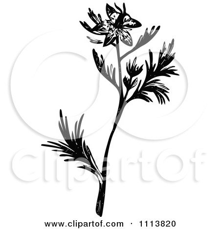 Clipart Vintage Black And White Fitches Plant - Royalty Free Vector Illustration by Prawny Vintage