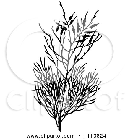 Clipart Vintage Black And White Heath Branch - Royalty Free Vector Illustration by Prawny Vintage