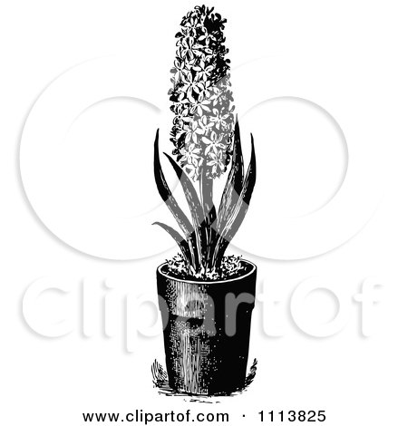Clipart Vintage Black And White Hyacinth Plant In A Pot - Royalty Free Vector Illustration by Prawny Vintage