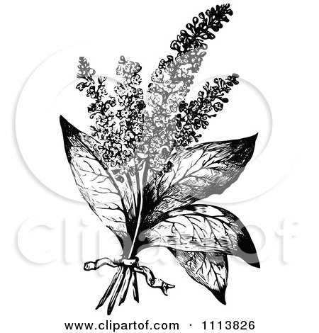 Clipart Vintage Black And White Hyssop With A Ribbon - Royalty Free Vector Illustration by Prawny Vintage