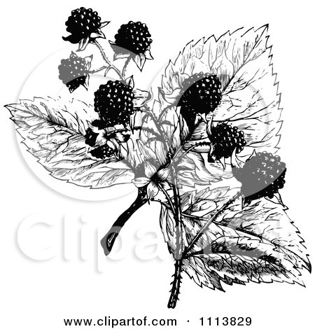 Clipart Retro Black And White Blackberry Plant - Royalty Free Vector Illustration by Prawny Vintage