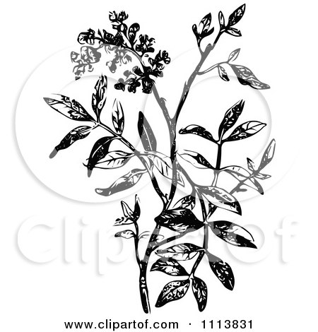 Clipart Retro Black And White Spice Plant - Royalty Free Vector Illustration by Prawny Vintage