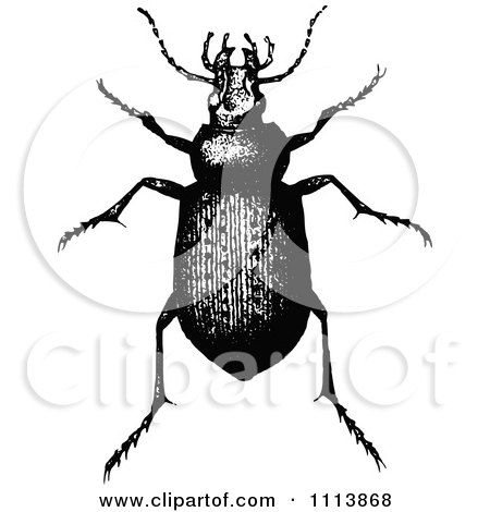 Clipart Vintage Black And White Calosoma Beetle - Royalty Free Vector Illustration by Prawny Vintage
